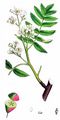 Service-Tree - Sorbus domestica L.
