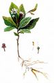 Chickweed-Wintergreen - Trientalis europaea L.