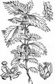 Kleine Brennnessel - Urtica urens L.