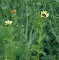 Summer Pheasant's-Eye - Adonis aestivalis L.