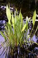 Gewöhnlicher Froschlöffel - Alisma plantago-aquatica L.