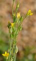 Yellow-Wort - Blackstonia perfoliata (L.) Huds.