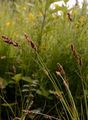 Schwarzschopf-Segge - Carex appropinquata Schumach.