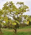 Indian-Bean-Tree - Catalpa bignonioides Walter