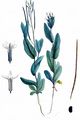 Hare's-Ear Mustard - Conringia orientalis (L.) Dumort.