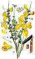 Broom - Cytisus scoparius (L.) Link