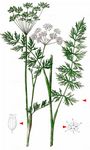 Kümmelblättriger Haarstrang - Dichoropetalum carvifolia (Vill.) Pimenov & Kljuykov 