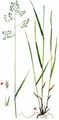 Wood Fescue - Drymochloa sylvatica (Pollich) Holub
