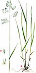 Wald-Schwingel - Drymochloa sylvatica (Pollich) Holub 