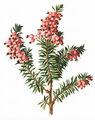 Winter Heath - Erica carnea L.