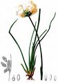 Scheuchzers Wollgras - Eriophorum scheuchzeri Hoppe