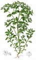 Garten-Wolfsmilch - Euphorbia peplus L.