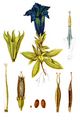 Gentiana acaulis aus Sturm (1796)