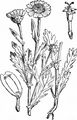 Corn Marigold - Glebionis segetum (L.) Fourr.