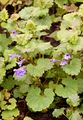 Ground-Ivy - Glechoma hederacea L. 