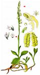 Kriechendes Netzblatt - Goodyera repens (L.) R. Br. 