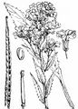 Dame's-Violet - Hesperis matronalis L.