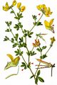 Common Bird's-Foot-Trefoil - Lotus corniculatus L.
