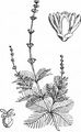 Ähriges Tausendblatt - Myriophyllum spicatum L.
