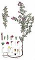 Spiny Restharrow - Ononis spinosa L.