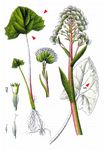 Filzige Pestwurz - Petasites spurius (Retz.) Rchb. 