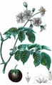 Potato - Solanum tuberosum L.