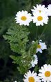 Scentless Feverfew - Tanacetum corymbosum (L.) Sch. Bip.