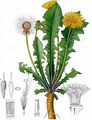  - Taraxacum sect. Taraxacum F. H. Wigg.