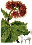 Grauer Alpendost - Adenostyles alliariae (Gouan) A. Kern. 