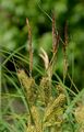 Große Grannen-Segge - Carex atherodes Spreng.