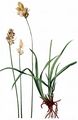Hasenpfoten-Segge - Carex leporina L.