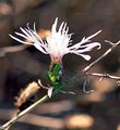 Sparrige Flockenblume - Centaurea diffusa Lam.