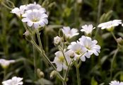 Alpen-Hornkraut - Cerastium alpinum L.