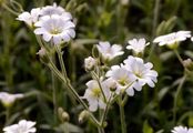 Alpine Mouse-Ear - Cerastium alpinum L.