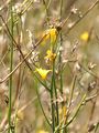 Großer Knorpellattich - Chondrilla juncea L.