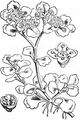 Opposite-Leaved Golden-Saxifrage - Chrysosplenium oppositifolium L.