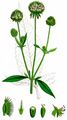 Small Teasel - Dipsacus pilosus L.