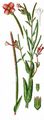 Hoary Willowherb - Epilobium parviflorum Schreb.