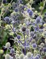 Blue Eryngo - Eryngium planum L.