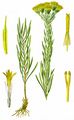 Gold-Aster - Galatella linosyris (L.) Rchb. f.