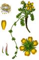 Geum reptans aus Sturm (1796)