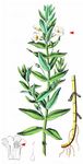 Gottes-Gnadenkraut - Gratiola officinalis L. 
