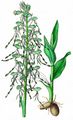 Bocks-Riemenzunge - Himantoglossum hircinum (L.) Spreng.