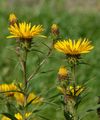 Narrow-Leaved Inula - Inula ensifolia L.
