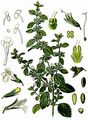 Balm - Melissa officinalis L.