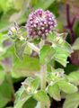 Water Mint - Mentha aquatica L.
