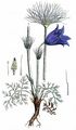 Pasqueflower - Pulsatilla vulgaris Mill.