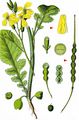Jointed Charlock - Raphanus raphanistrum L.