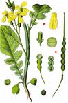 Acker-Rettich - Raphanus raphanistrum L. 