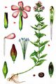 Soapwort - Saponaria officinalis L.